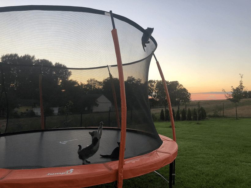 koty na trampolinie jumpi